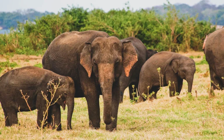 Minneriya National Park