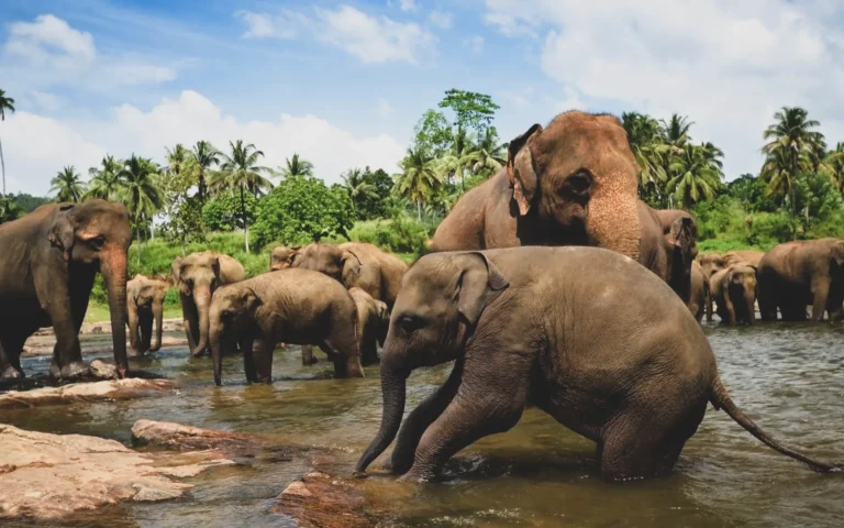 Pinnawala Elephant Orphanage