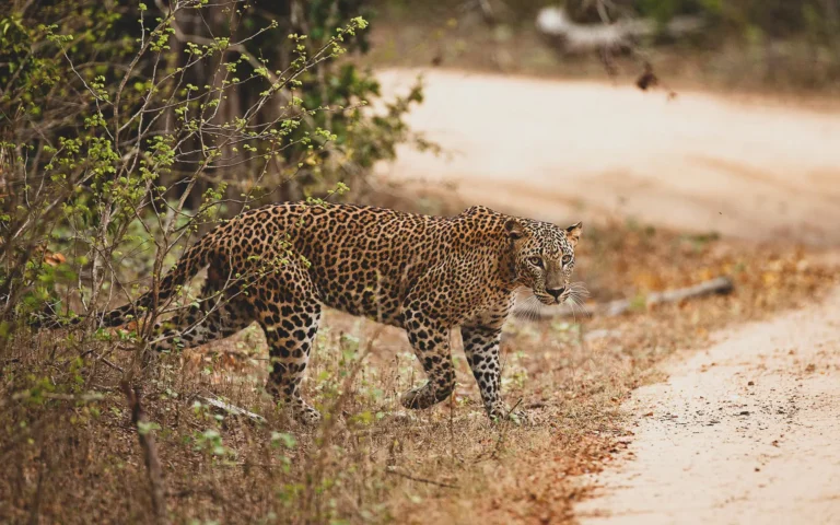 Yala National Park